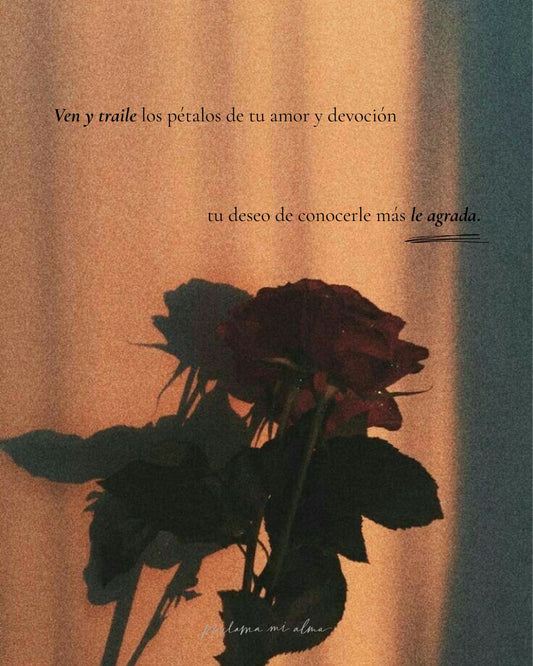 Petalos a sus Pies